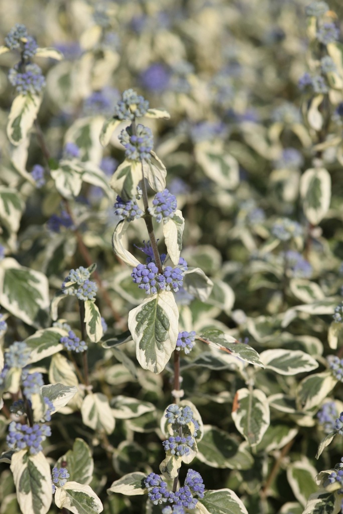 CARYOPTERIS CLANDONENSIS 'WHITE SURPRISE'