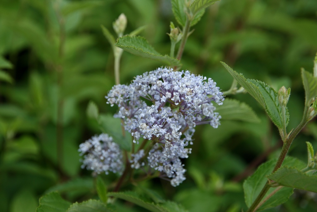 [CDGVE3] CEANOTHUS DELILIANUS 'GLOIRE DE VERSAILLES' (Pot 3 liter, 40-50 cm)