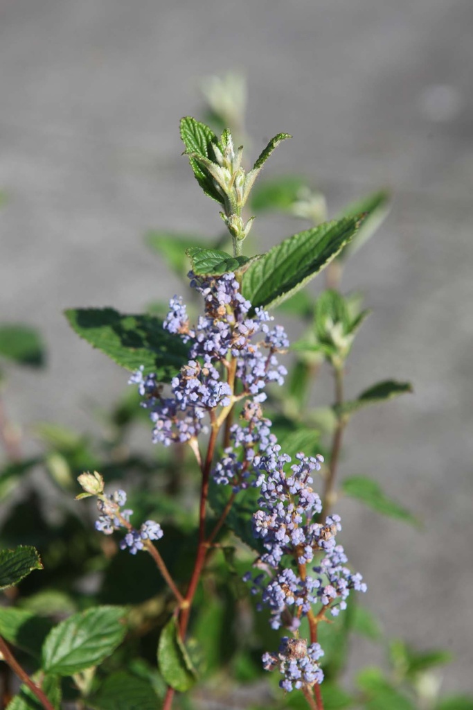 CEANOTHUS DELILIANUS 'GLOIRE DE VERSAILLES'