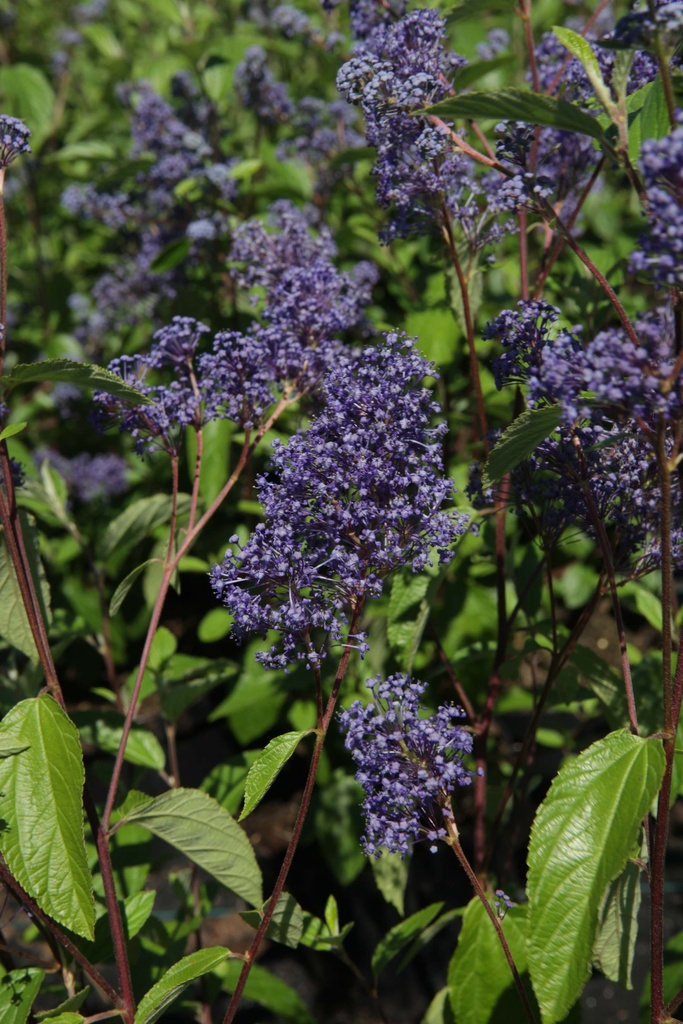 [xx] CEANOTHUS DELILIANUS 'HENRI DÉFOSSÉ' (Pot 3 liter, 40-50 cm)