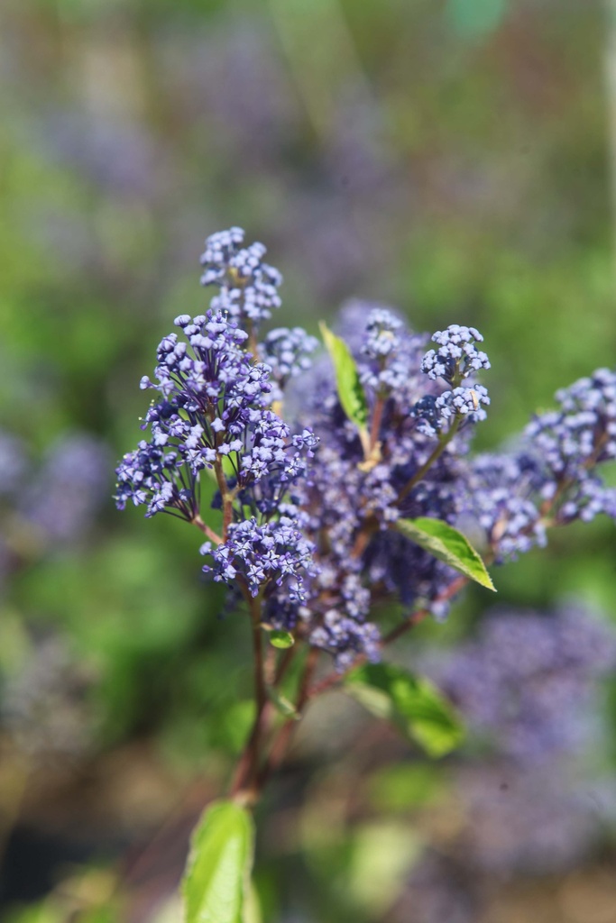 [xx] CEANOTHUS PALLIDUS MARIE BLEU (Pot 10 liter, 60-80 cm)