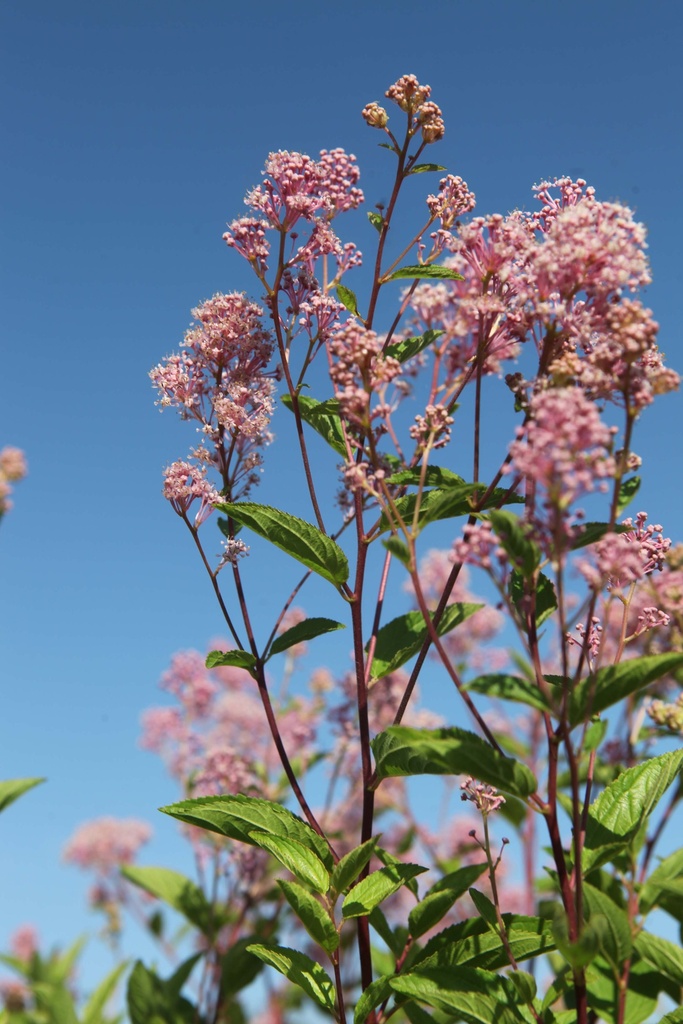 [xx] CEANOTHUS PALLIDUS MARIE ROSE (Pot 3 litres, 40-50 cm)