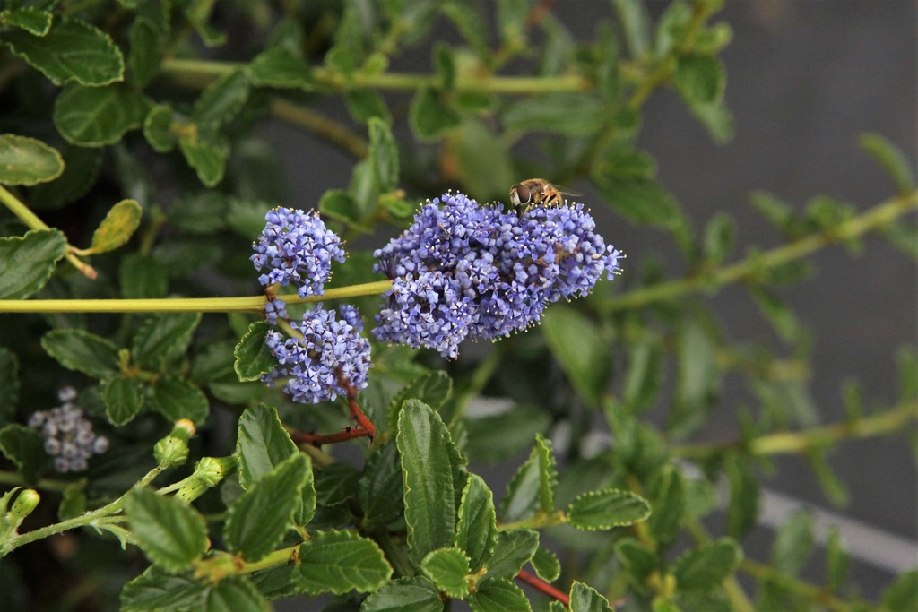 [CTRE25] CEANOTHUS THYRSIFLORUS REPENS (Pot 3 liter, 20-30 cm)