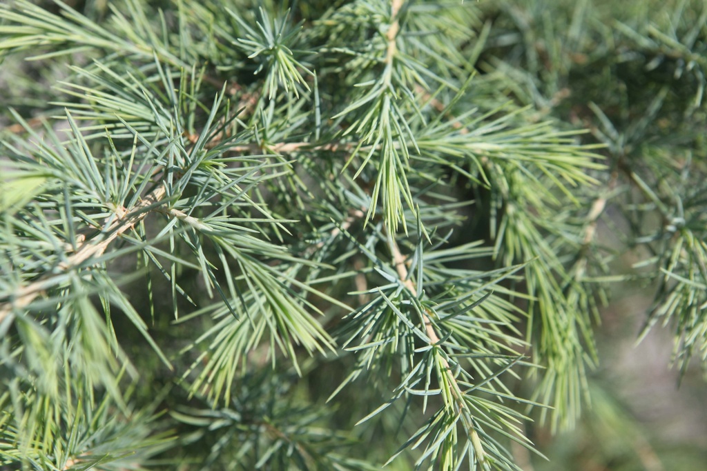 CEDRUS DEODARA