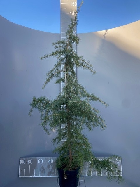 [CDE125] CEDRUS DEODARA (Pot, 125-150 cm)