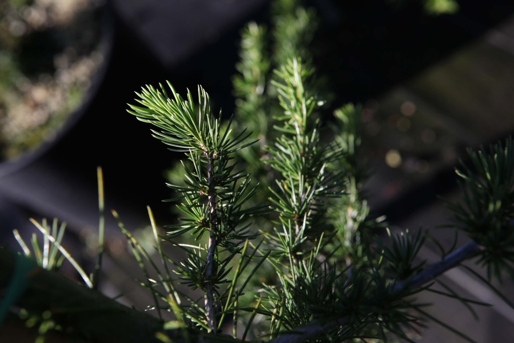 [CLI100] CEDRUS LIBANI (Pot, 100-125 cm)