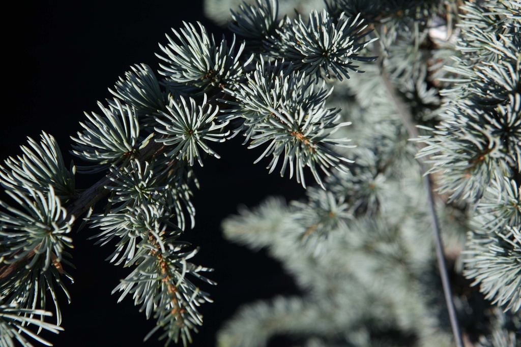 CEDRUS LIBANI 'GLAUCA'
