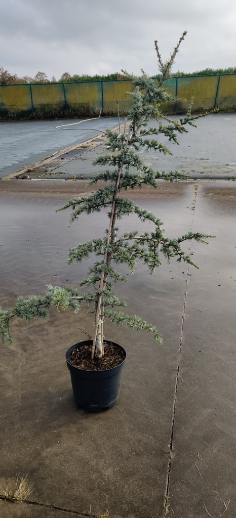 [CLGL80] CEDRUS LIBANI 'GLAUCA' (Pot, 80-100 cm)