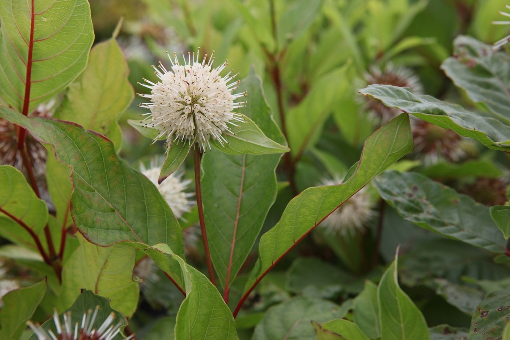 [xx] CEPHALANTHUS OCCIDENTALIS (Pot 3 litres, 30-40 cm)