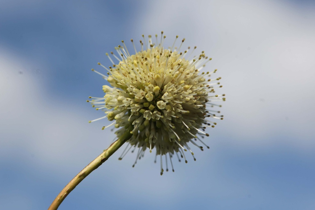 [xx] CEPHALANTHUS OCCIDENTALIS FIRST EDITIONS® 'FIBER OPTICS®' (Pot 3 litres, 30-40 cm)