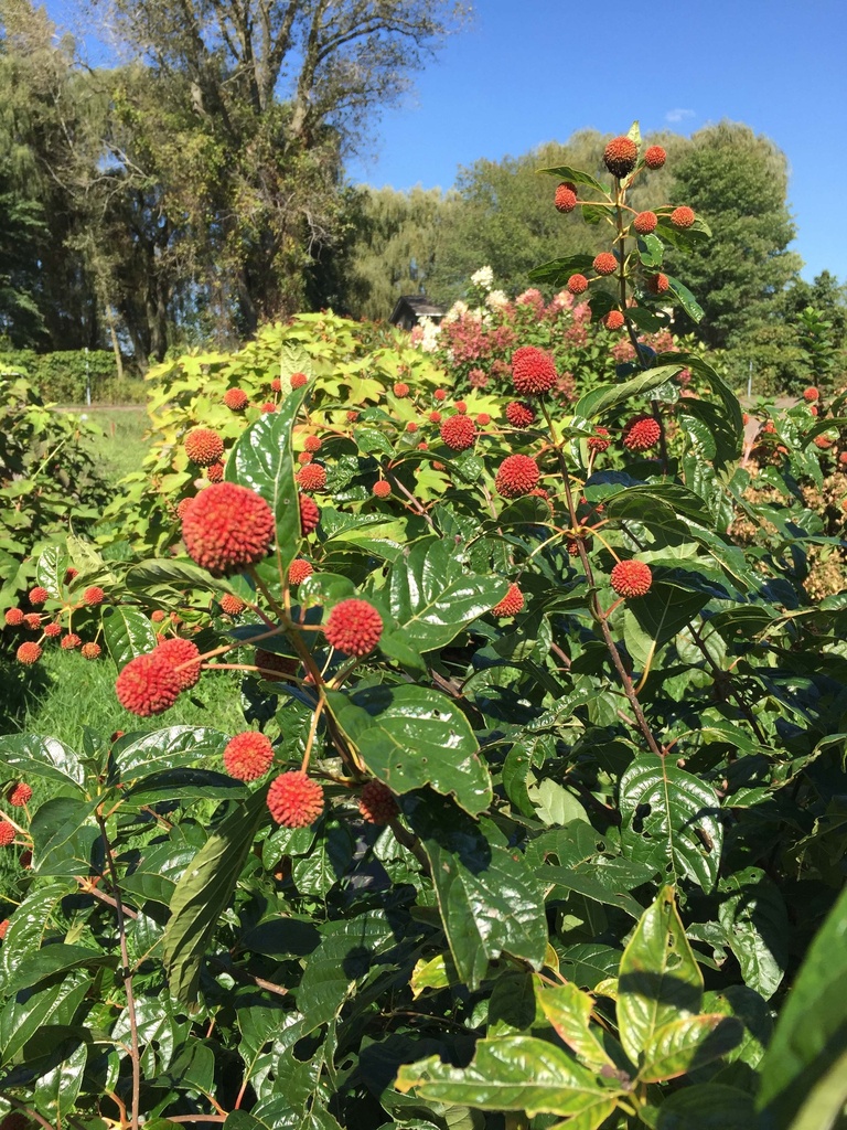 [xx] CEPHALANTHUS OCCIDENTALIS PROVEN WINNERS® 'SUGAR SHACK®' (Pot 3 litres, 30-40 cm)