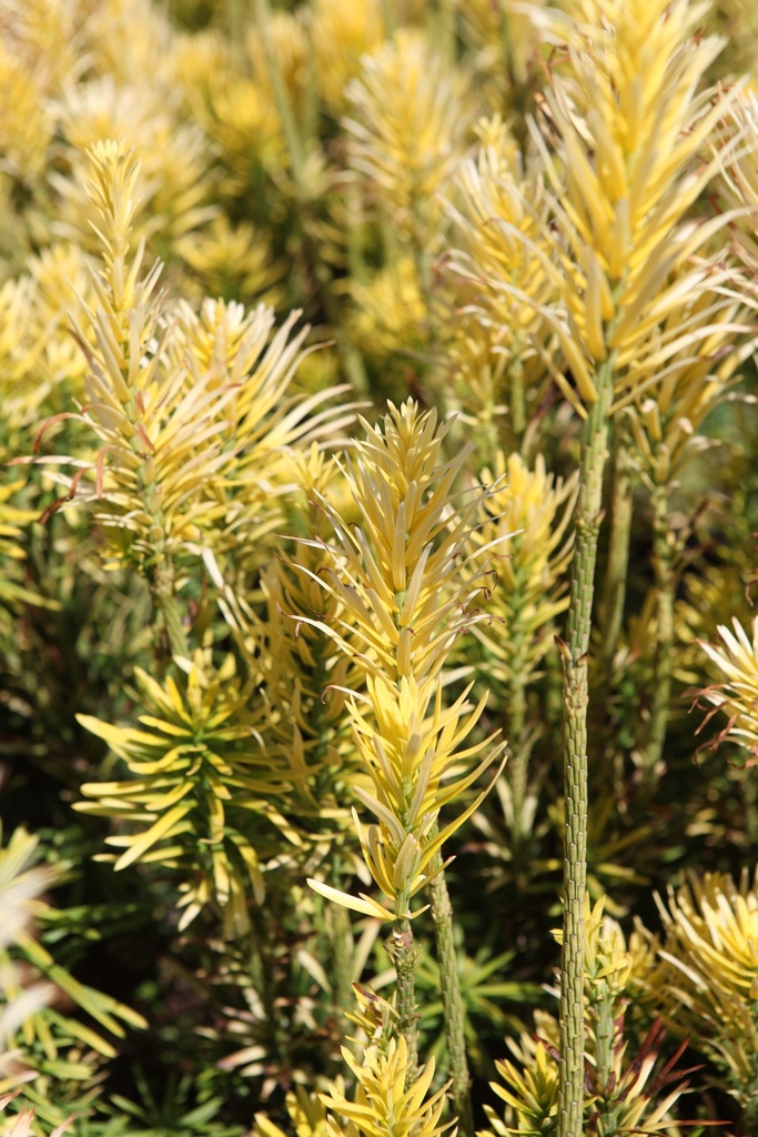 [xx] CEPHALOTAXUS HARRINGTONIA 'KOREAN GOLD' (Pot 2 liter, 20-25 cm)