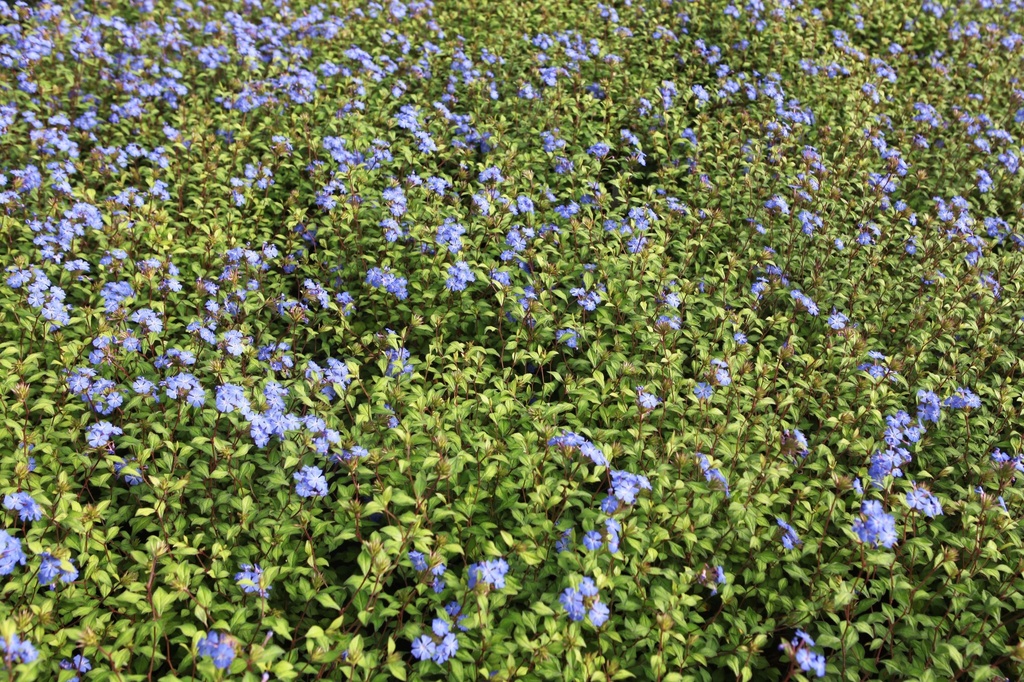 CERATOSTIGMA WILLMOTTIANUM FOREST BLUE