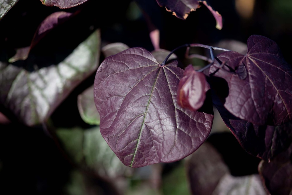 [CCFPA125] CERCIS CANADENSIS 'FOREST PANSY' (Pot, 125-150 cm)