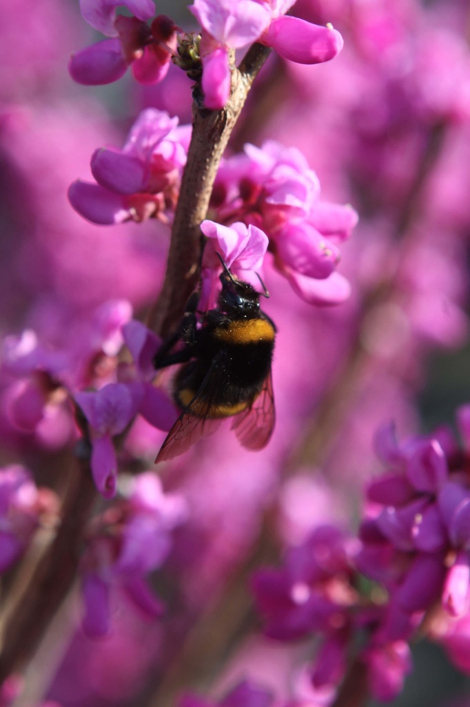 [xx] CERCIS CHINENSIS 'AVONDALE' (Pot 12 liter, 60-80 cm)