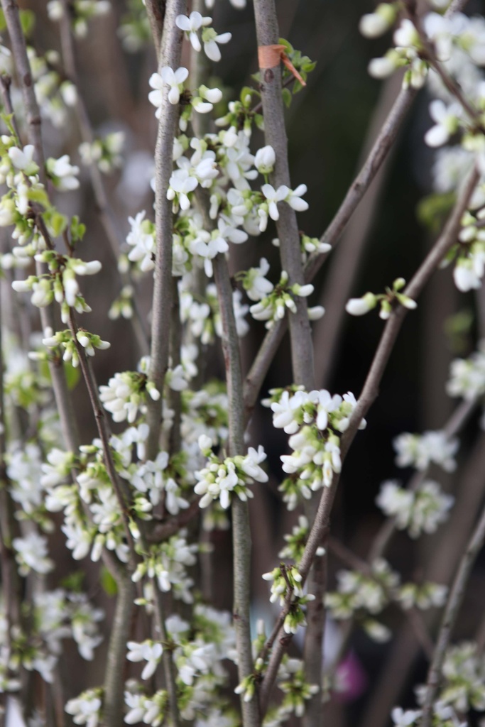 [xx] CERCIS CHINENSIS 'SHIROBANA' (Pot, 150-175 cm)