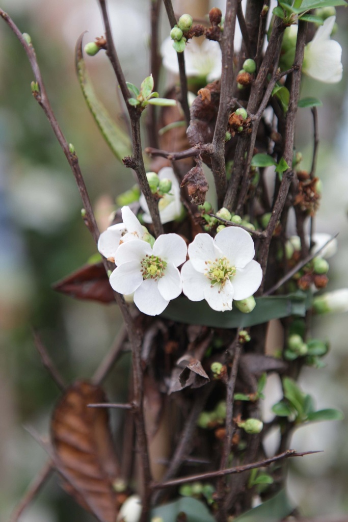 CHAENOMELES SPECIOSA 'NIVALIS'