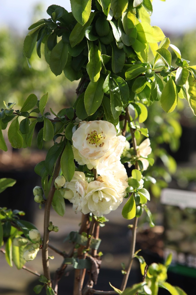 [xx] CHAENOMELES SPECIOSA 'YUKIGOTEN' (Pot, 125-150 cm)