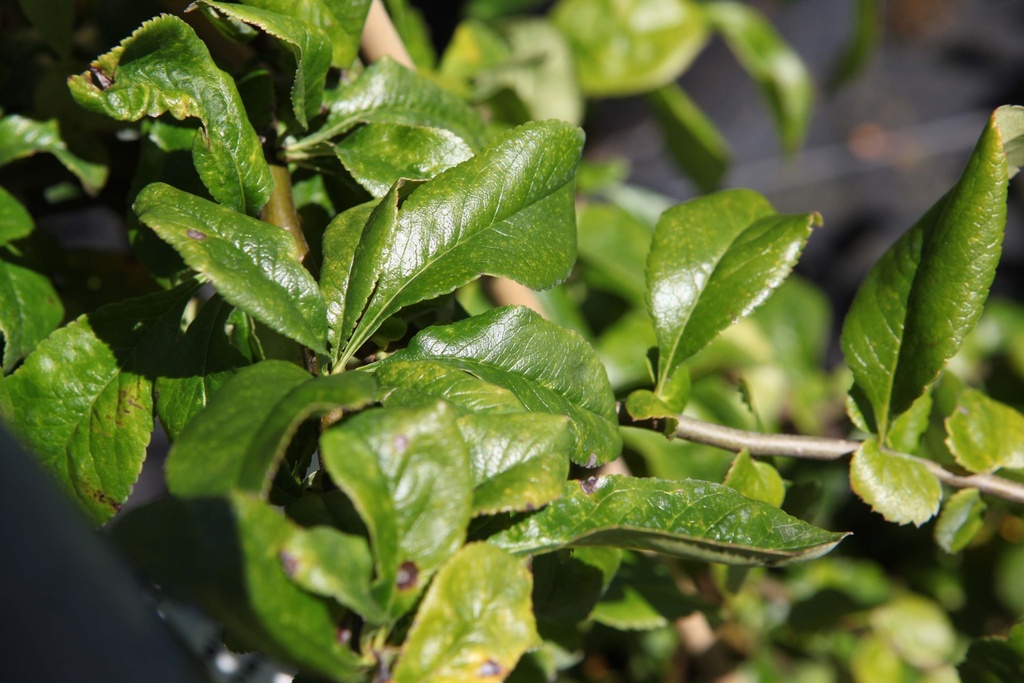 [xx] CHAENOMELES SUPERBA 'CAMEO' (Pot 3 liter, 40-50 cm)