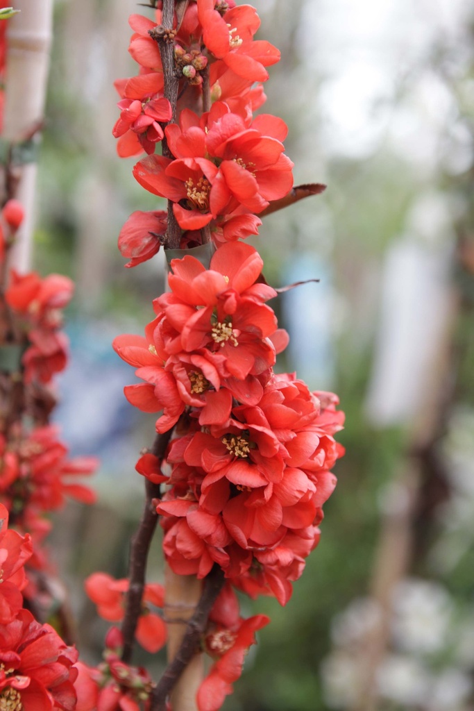 [xx] CHAENOMELES SUPERBA 'CLEMENTINE' (Pot 3 liter, 40-50 cm)