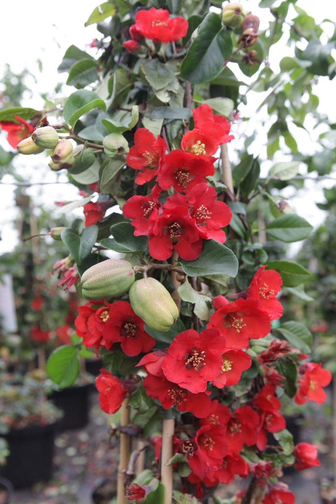[xx] CHAENOMELES SUPERBA 'FASCINATION' (Pot 3 liter, 40-50 cm)