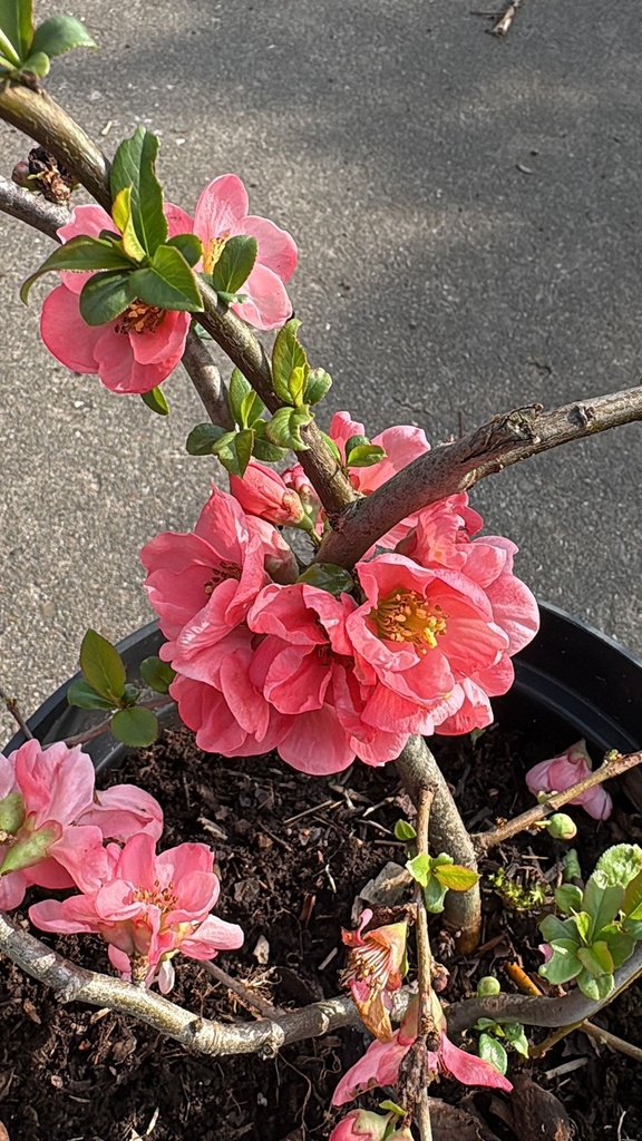 [CSPLA40] CHAENOMELES SUPERBA 'PINK LADY' (Pot 3 liter, 40-50 cm)