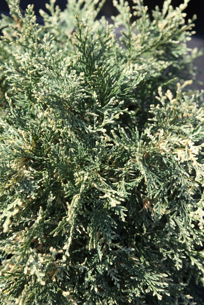[xx] CHAMAECYPARIS LAWSONIANA 'PEARLY SWIRLS' (Pot 3 litres, 25-30 cm)