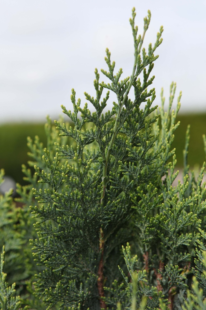 [xx] CHAMAECYPARIS LAWSONIANA 'WHITE SPOT' (Pot 7 litres, 30-40 cm)