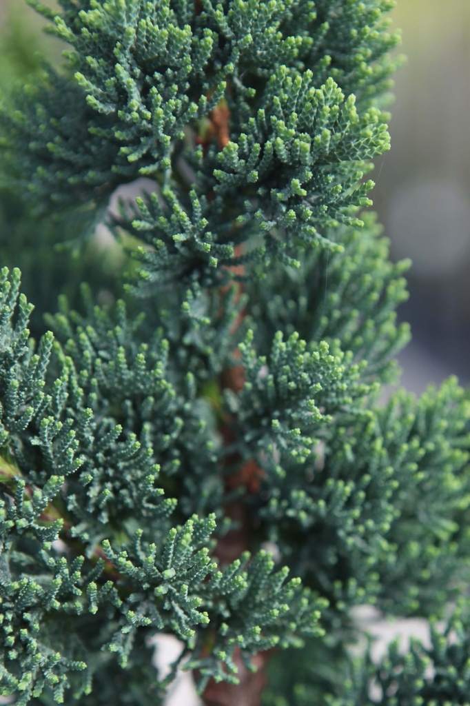 [xx] CHAMAECYPARIS LAWSONIANA 'WISSEL'S SAGUARO' (Pot 12 litres, 80-100 cm)