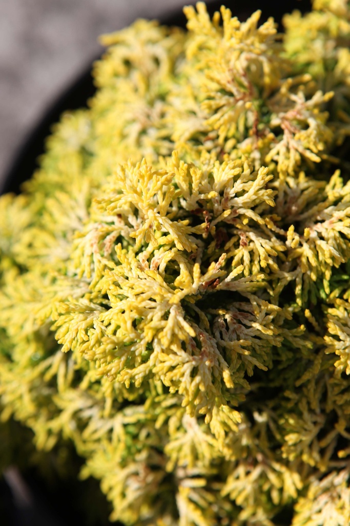 [xx] CHAMAECYPARIS OBTUSA 'BUTTERBALL' (Pot 2 liter, 15-20 cm)