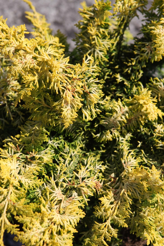 [xx] CHAMAECYPARIS OBTUSA 'FERNSPRAY GOLD' (Pot 2 litres, 20-25 cm)