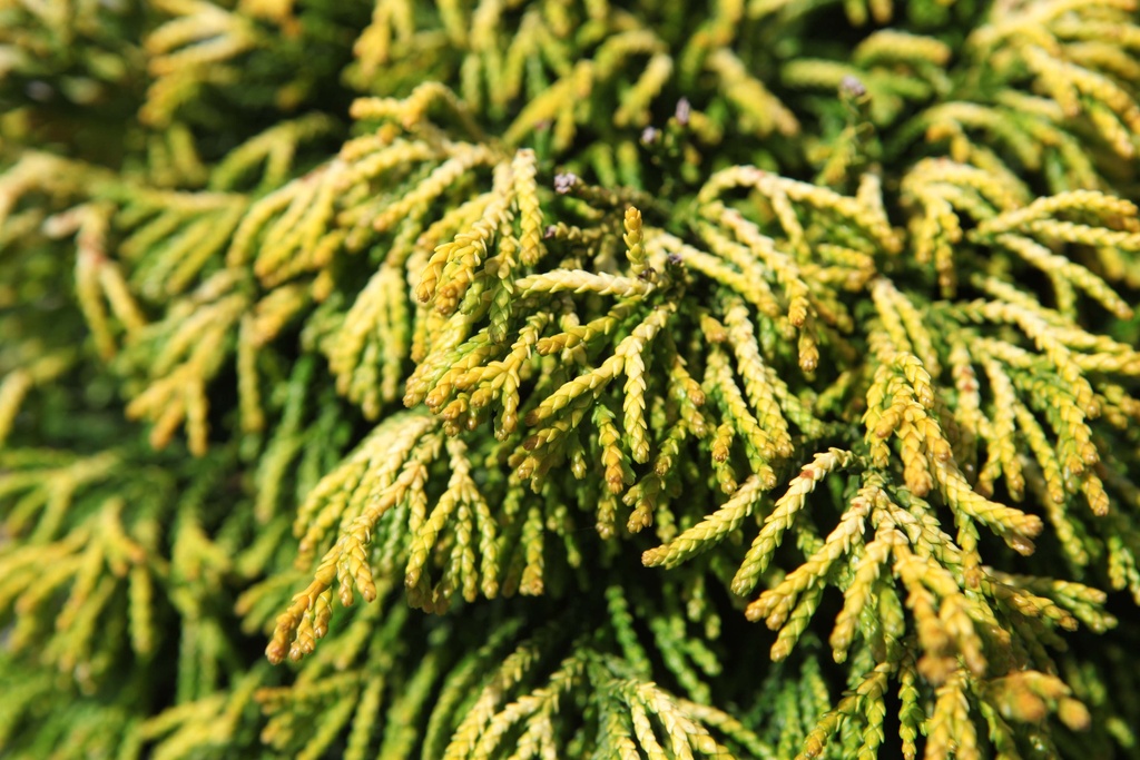 [xx] CHAMAECYPARIS OBTUSA 'GITTE' (Pot 5 liter, 25-30 cm)
