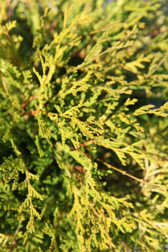 [xx] CHAMAECYPARIS OBTUSA 'KAMARACHIBA' (Pot 7 liter, 40-50 cm)