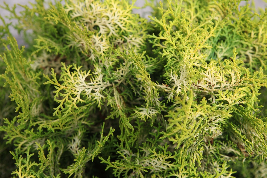 [xx] CHAMAECYPARIS OBTUSA LUCAS® (Pot 3 liter, 20-25 cm)