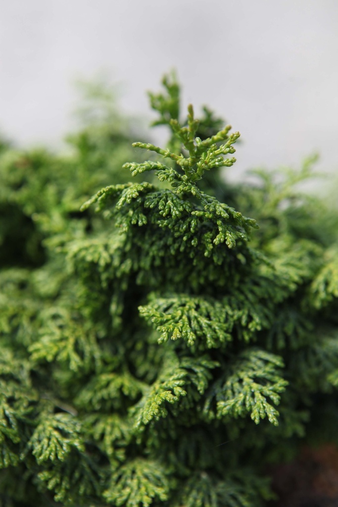 [xx] CHAMAECYPARIS OBTUSA 'MAUREEN' (Pot 2 liter, 15-20 cm)