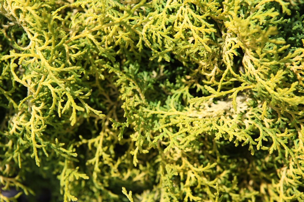 [xx] CHAMAECYPARIS OBTUSA 'MELODY' (Pot 7 litres, 30-40 cm)