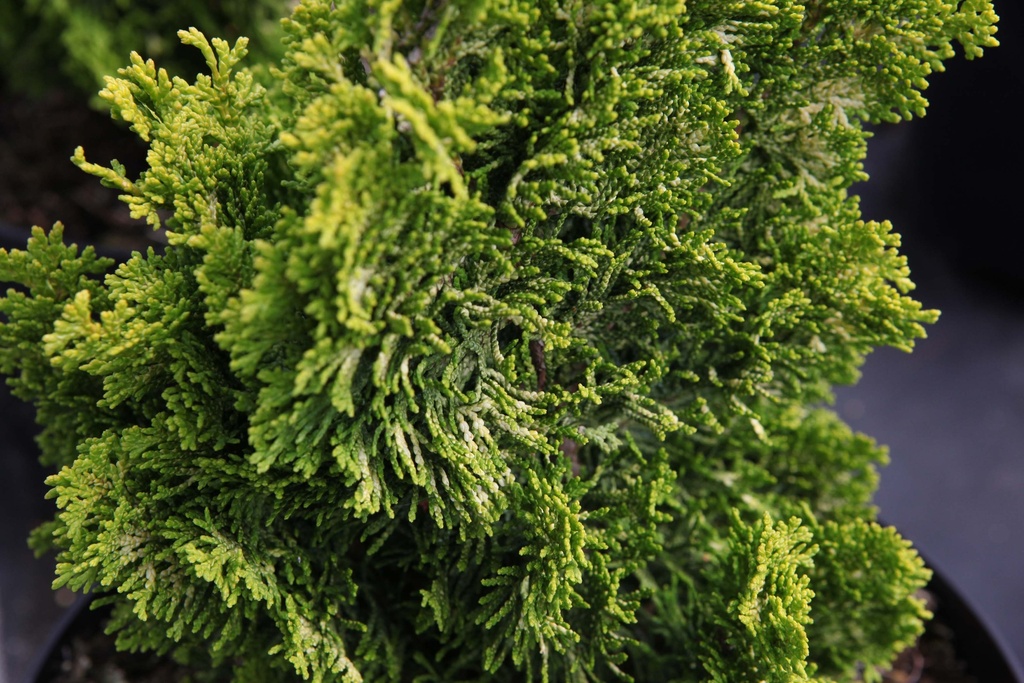 [xx] CHAMAECYPARIS OBTUSA 'MEROKI TWIN' (Pot 2 litres, 20-25 cm)
