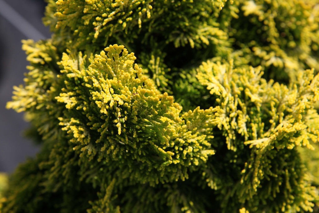 [xx] CHAMAECYPARIS OBTUSA 'NANA AUREA' (Pot 7 litres, Tige 40 cm)