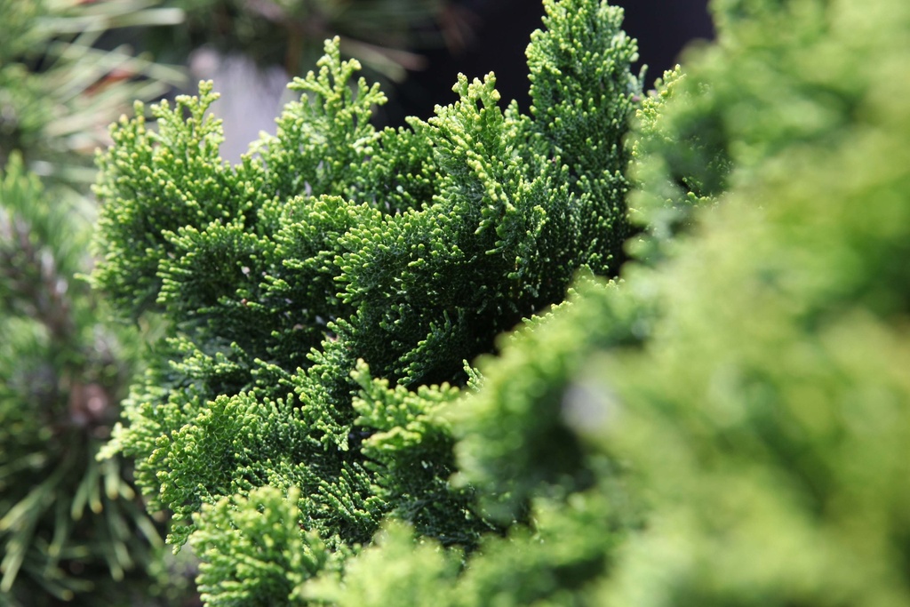 CHAMAECYPARIS OBTUSA 'NANA GRACILIS'