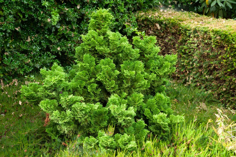 [CONGR60] CHAMAECYPARIS OBTUSA 'NANA GRACILIS' (Pot, 60-80 cm)