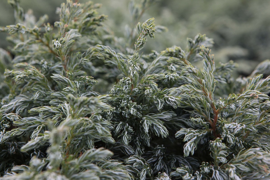 [CPBO25] CHAMAECYPARIS PISIFERA 'BOULEVARD' (Pot 3 liter, 25-30 cm)