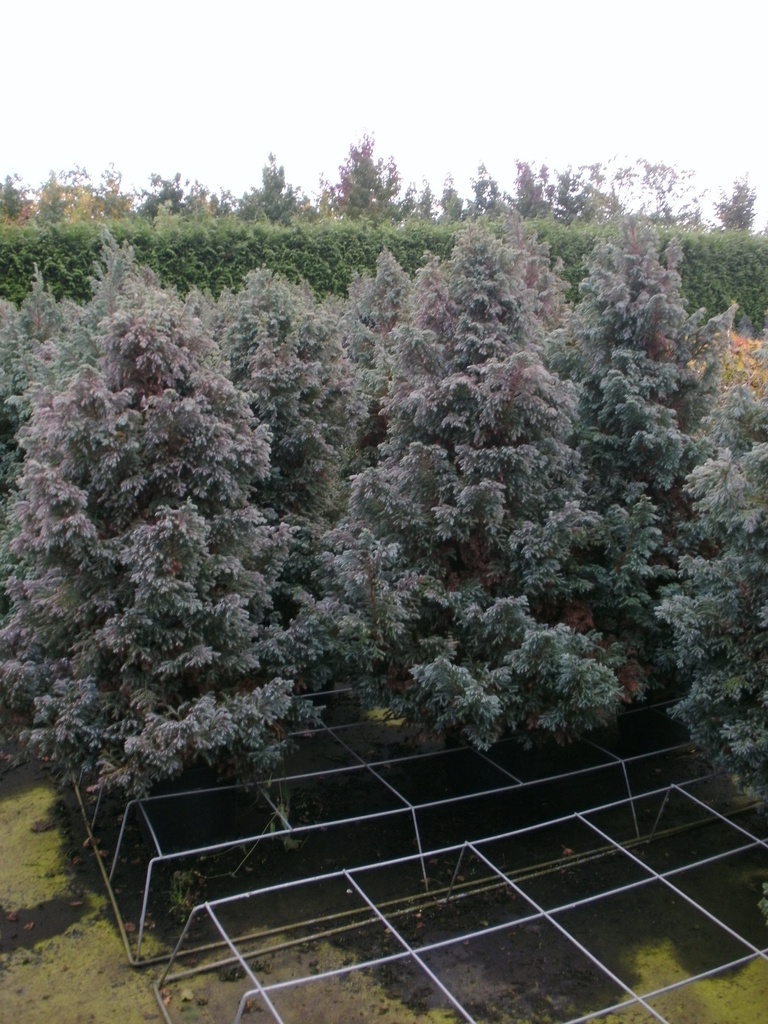[CPBO25] CHAMAECYPARIS PISIFERA 'BOULEVARD' (Pot 3 litres, 25-30 cm)