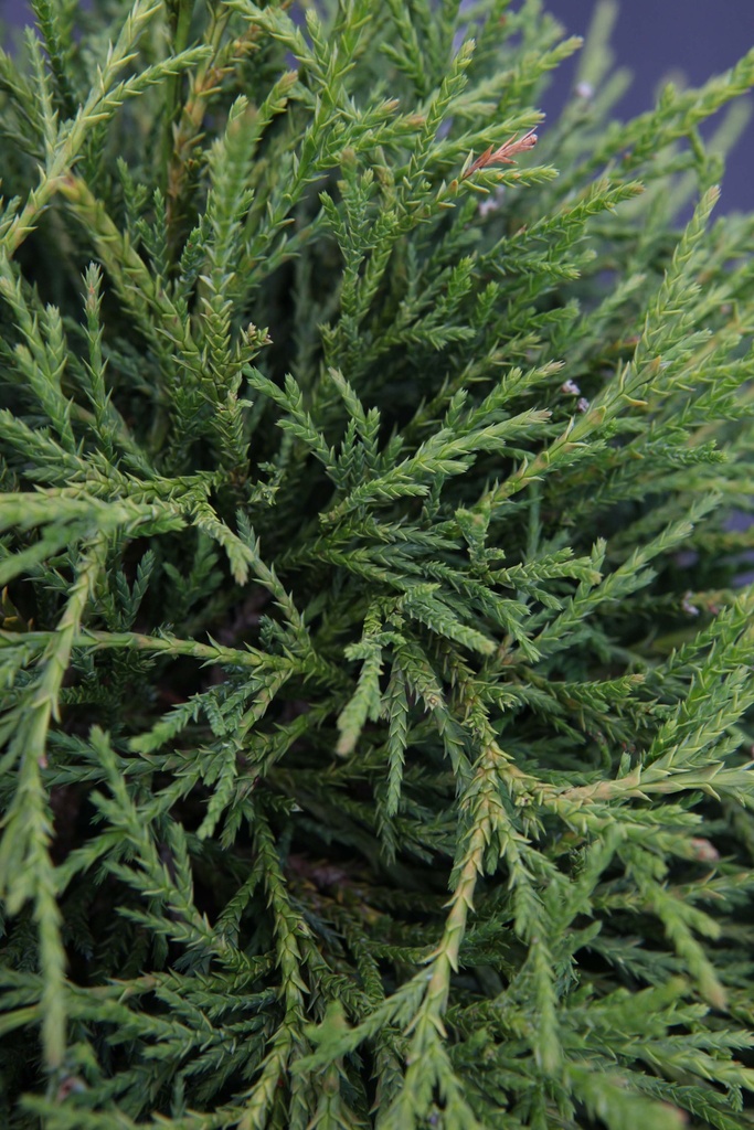 [CPFNA25] CHAMAECYPARIS PISIFERA 'FILIFERA NANA' (Pot 3 litres, 25-30 cm)