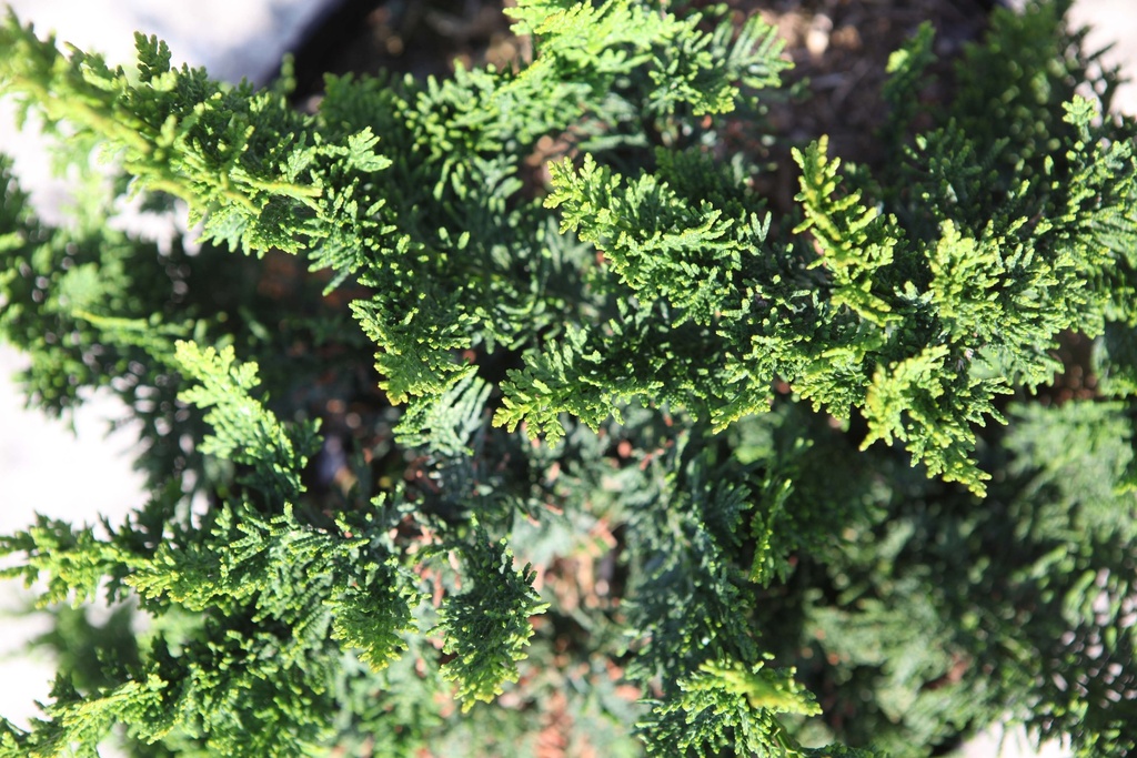 [xx] CHAMAECYPARIS PISIFERA 'TEDDY BEAR' (Pot 2 liter, 25-30 cm)