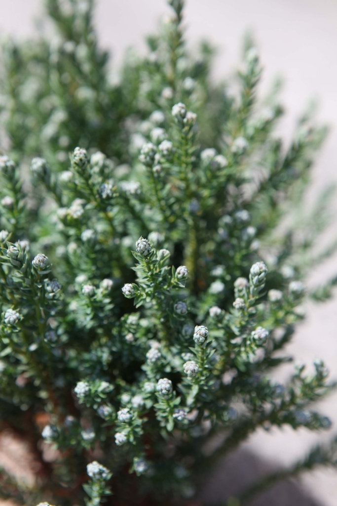 [xx] CHAMAECYPARIS THYOIDES 'BLUE ROCK' (Pot 2 litres, 15-20 cm)