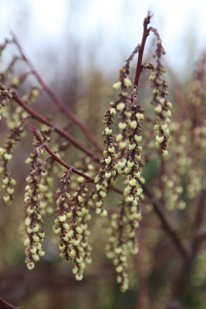 CHIMONANTHUS PRAECOX