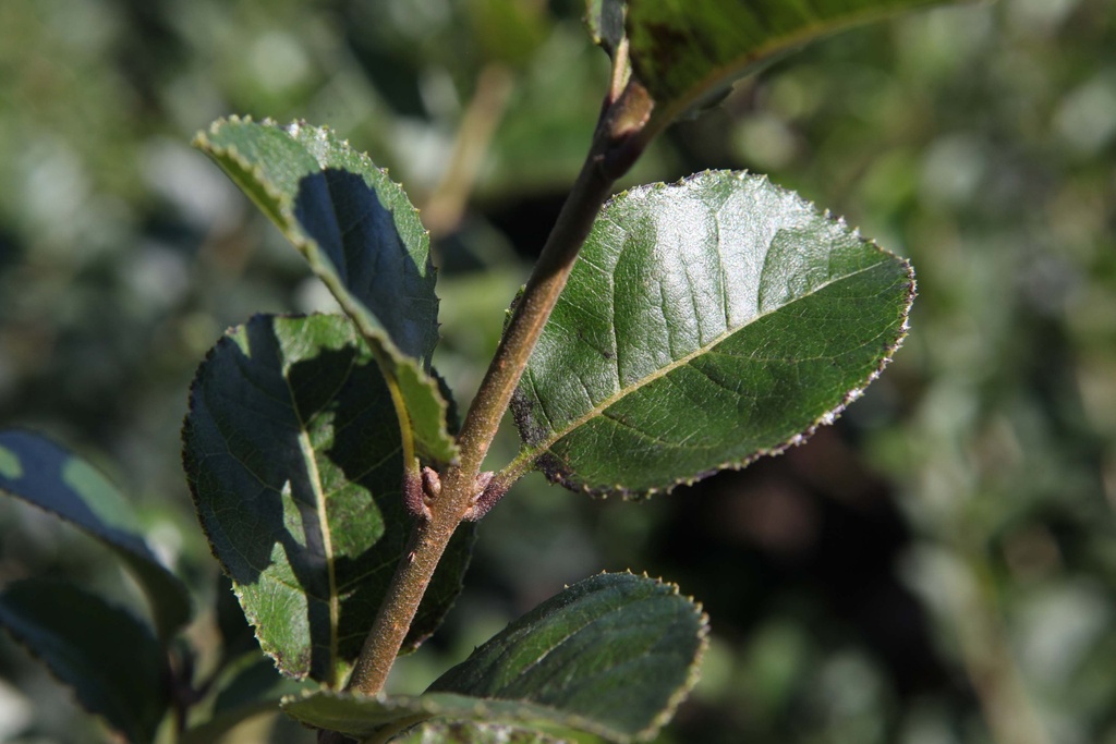 CHIONANTHUS RETUSUS