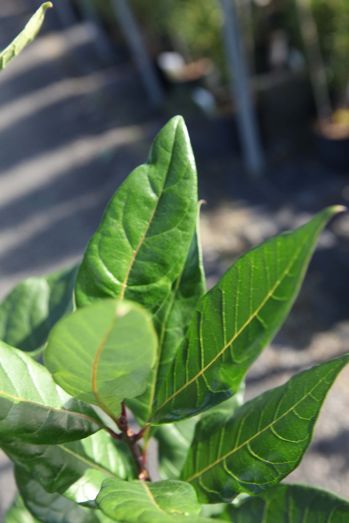 CHIONANTHUS VIRGINICUS