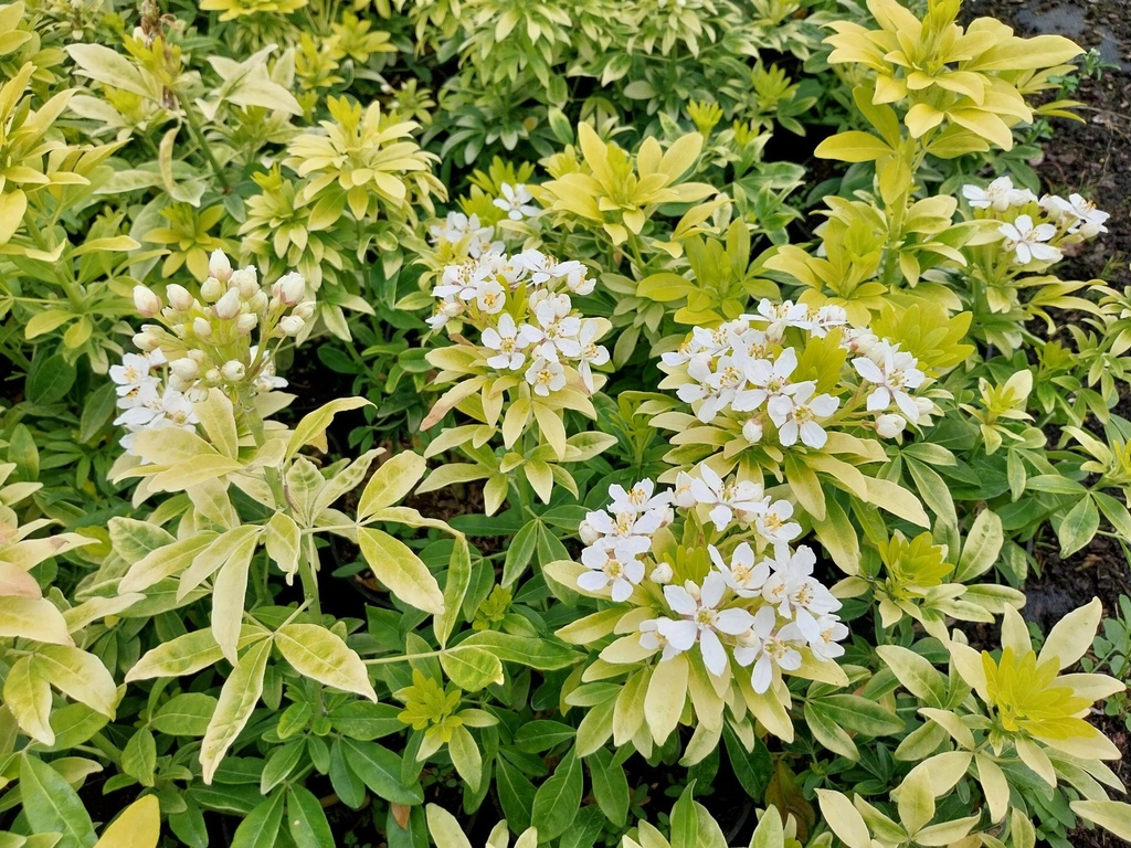 [CTLI25] CHOISYA TERNATA SUNDANCE® (Pot 2 liter, 25-30 cm)