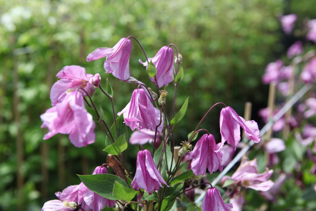 [xx] CLEMATIS 'ALJONUSHKA' (Pot 3 litres, 80-100 cm)